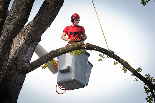 Best Tree Trimming and Pruning  in Lake Hamilton, AR