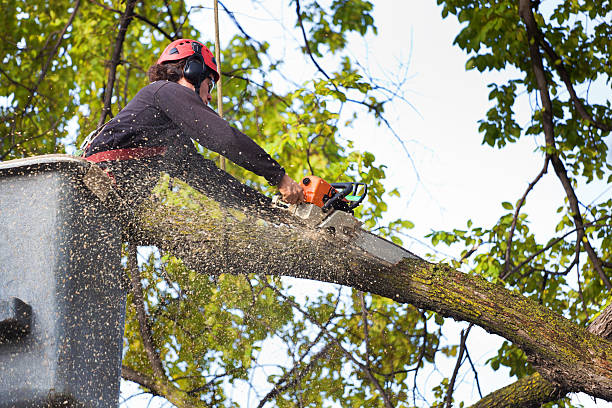 How Our Tree Care Process Works  in  Lake Hamilton, AR